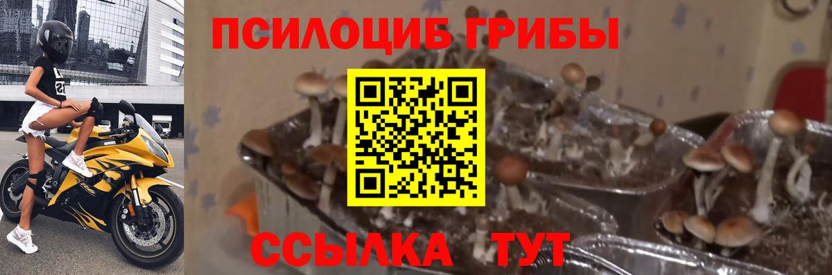 Камышлов  Галлюциногенные грибы прущие грибы  Вход с VPN 